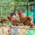 chicken farm farang