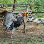 papa turkey farm farang