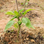 organic Poblano chillie farm farang