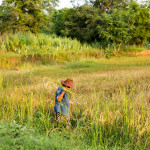 organic rice harvest farm farang