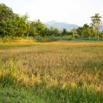 organic rice farm farang