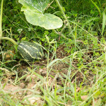 organic spaghetti squash farm farang