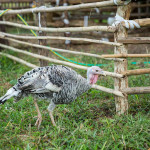turkey farm farang