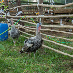 turkeys farm farang