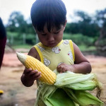 organic corn farm farang