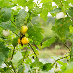 organic eggplant farm farang