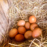 organic eggs farm farang