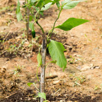 organic jalapeno chillies farm farang