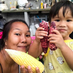 organic yellow and purple corn farm farang