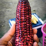 organic purple corn