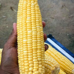 organic yellow corn farm farang